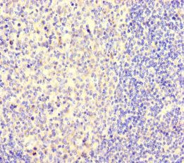 NEO1 Antibody