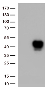 SYNE1 Antibody