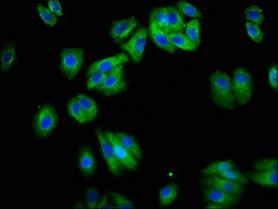 NETO1 Antibody