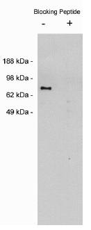 Rabbit anti Human Netrin 1 Antibody