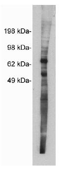 Rabbit anti Human Netrin 1 Antibody