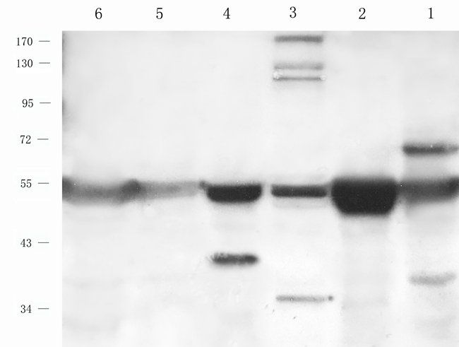 neurod Rabbit Polyclonal Antibody