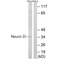 NEUROD1 Antibody
