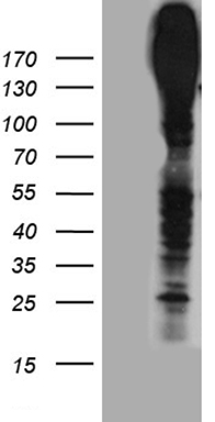 NEUROD4 Antibody