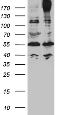 NEUROD4 Antibody