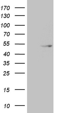 NEUROD4 Antibody