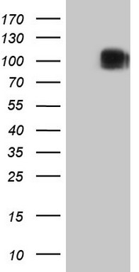 NEFM Antibody
