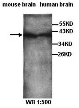 Neurogenin 2 Rabbit Polyclonal Antibody