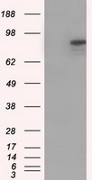 NEUROG3 Antibody
