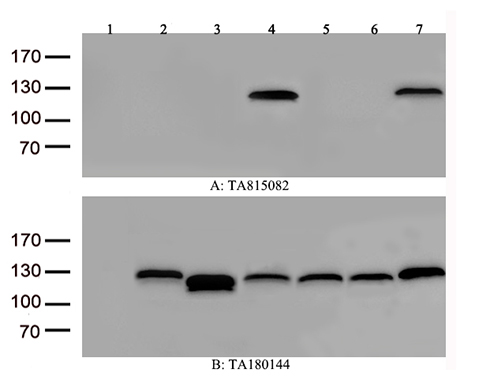 Neuroligin 3 Antibody