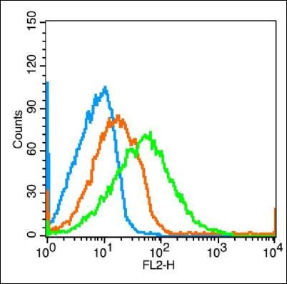 Neuroligin 3 Rabbit Polyclonal Antibody