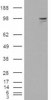 Neuroligin 3 Antibody