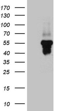 SERPINI1 Antibody