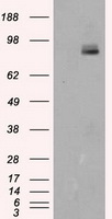 NTF4 Antibody