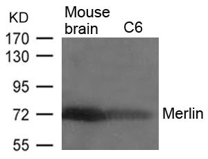 NF2 Antibody