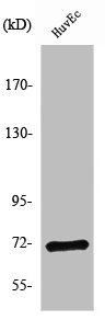 NF2 Antibody