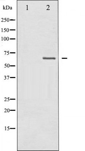 NF2 Antibody