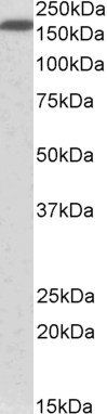 Neurofascin (aa877-890) Antibody
