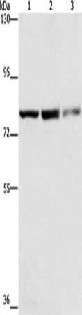 NFE2L1 Antibody