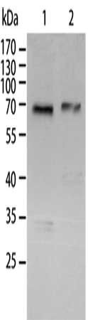 RELA Antibody