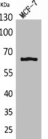 RELA Antibody