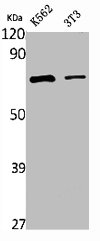 RELA Antibody