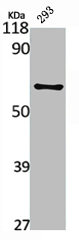 RELA Antibody