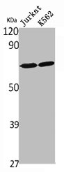 RELA Antibody