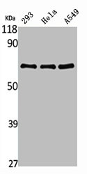 RELA Antibody