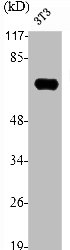 RELA Antibody