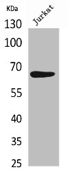 RELA Antibody