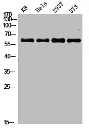 RELA Antibody