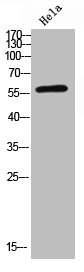 RELA Antibody