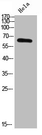 RELA Antibody
