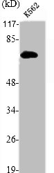 RELA Antibody