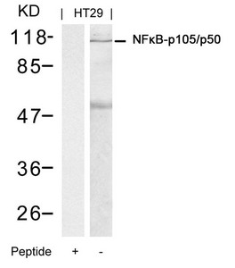 NFKB1 Antibody
