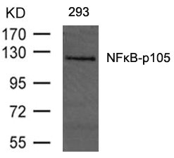 NFKB1 Antibody