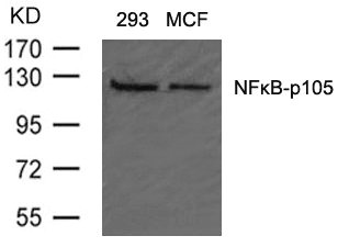 NFKB1 Antibody