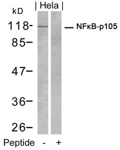 NFKB1 Antibody