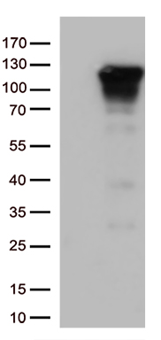 NFKB1 Antibody