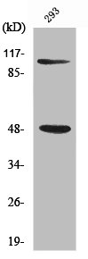 NFKB1 Antibody