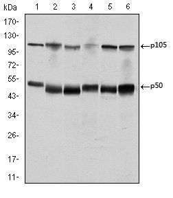 NFKB1 Antibody