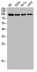NFKB2 Antibody