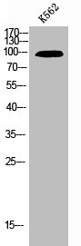 NFKB2 Antibody