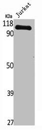 NFKB2 Antibody
