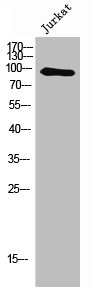 NFKB2 Antibody