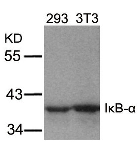 NFKBIA Antibody
