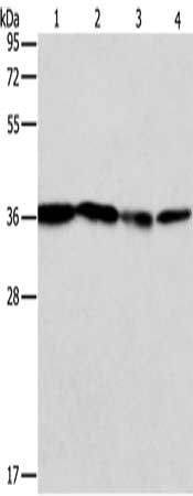 NFKBIA Antibody