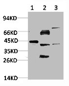 NFKBIA Antibody