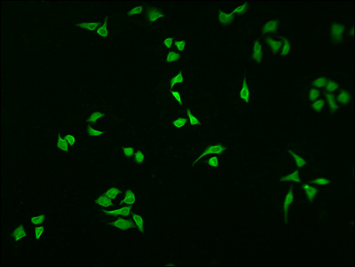 NFKBIA Antibody